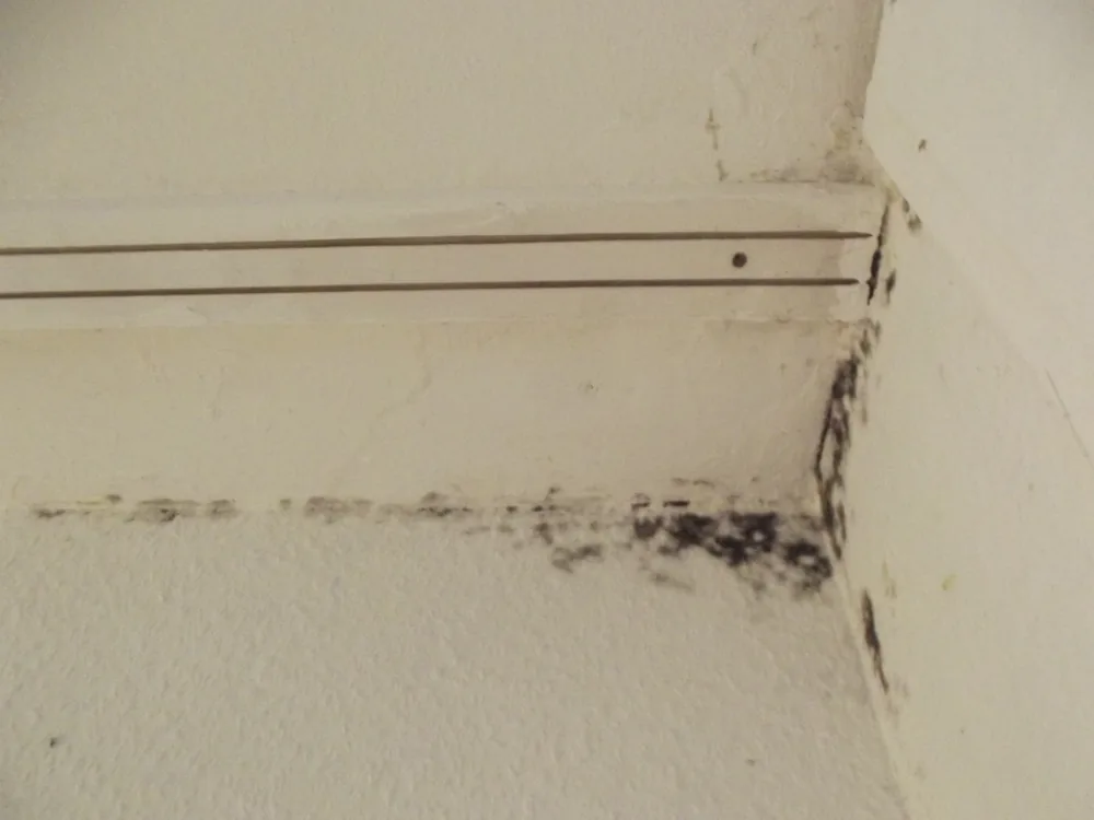 Technician in protective gear removing a mold-damaged wall in a Tahoe City home
